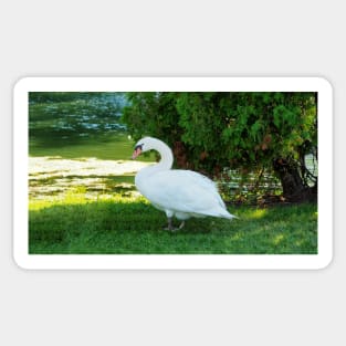 Graceful Swan Standing Under a Tree Sticker